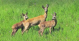 Setzzeit &uuml;berstanden. Rehgeiss mit ihren zwei halbw&uuml;chsigen Kitzen im Sommer. 