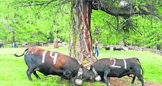 Kr&auml;ftemessen. Letzten Samstag in Gspon: Eringer massen ihre Kr&auml;fte.  