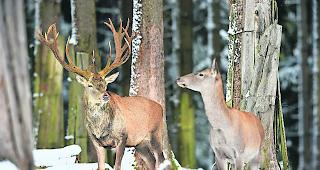 Rotwild. Vor allem im Winter ern&auml;hren sich Hirsche von Knospen und Trieben junger Waldb&auml;ume, was als Verbiss bezeichnet wird.  