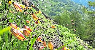 Seltenheit. Auf den Bergwiesen rund um T&ouml;rbel ist die wilde Blume stellenweise noch anzutreffen. 