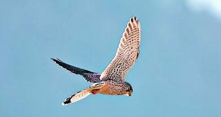 Turmfalke. Ein begnadeter J&auml;ger, der im Flug gegen den Wind verharrt. 