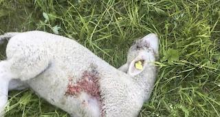 Gerissenes Lamm. Ein Wolf hat in Ergisch erneut Tiere gerissen.