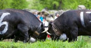 Ringkuhkampf auf der Triftalp