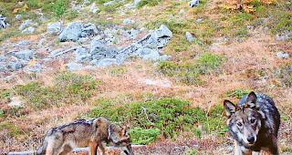 Seit gut zwei Wochen versucht die Wildhut im Goms mithilfe von rund 50 Patentj&auml;gern mit einer Spezialbewilligung einen Wolf zu erlegen.