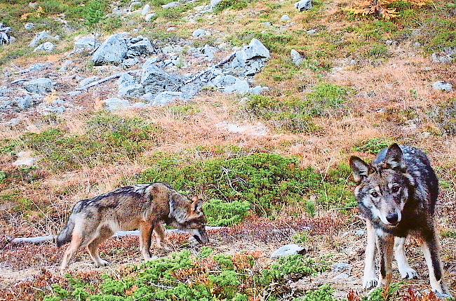 Seit gut zwei Wochen versucht die Wildhut im Goms mithilfe von rund 50 Patentjägern mit einer Spezialbewilligung einen Wolf zu erlegen.