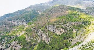 L&auml;rchenwicklerbefall. W&auml;hrend der regelm&auml;ssige Befall in den letzten vier Zyklen kaum sichtbar war, tritt dieses spektakul&auml;re Ph&auml;nomen nach 36 Jahren nun sowohl im Wallis als auch im Engadin wieder auf. (Archivbild)