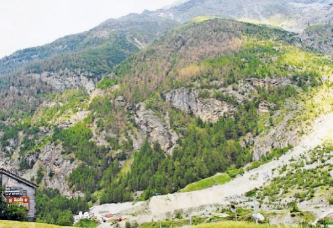 Lärchenwicklerbefall. Während der regelmässige Befall in den letzten vier Zyklen kaum sichtbar war, tritt dieses spektakuläre Phänomen nach 36 Jahren nun sowohl im Wallis als auch im Engadin wieder auf. (Archivbild)