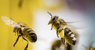 Die Bienenv&ouml;lker in der Schweiz haben den Winter gut &uuml;berstanden.&nbsp;