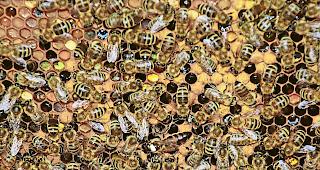 Lebendig. Die Bienenv&ouml;lker erfreuen sich guter Gesundheit.Foto Archiv WB