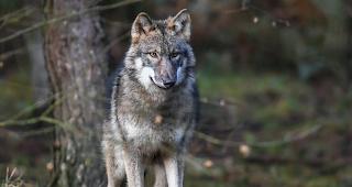 Im Rappetal ist erh&ouml;hte Wolfsaktivit&auml;t festgestellt worden.