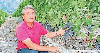 Divico. Jean-Laurent Spring ist stolz auf die neue pilzresistente Weinsorte, die schon jetzt im Juli zu verf&auml;rben beginnt.Foto wb