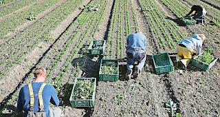 Treiber. Die hohe Arbeitslosenquote bei den Walliser Erntehelfern treibt den Schweizer Schnitt nach oben. Foto Keystone
