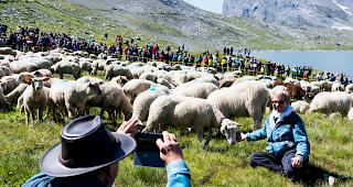 Rund 700 Schafe wurden am Sonntag auf der Gemmi zusammengetrieben.