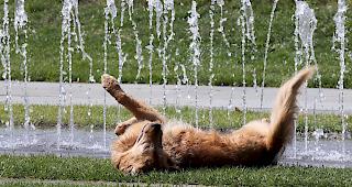 Die Hitzewelle macht allen zu schaffen.