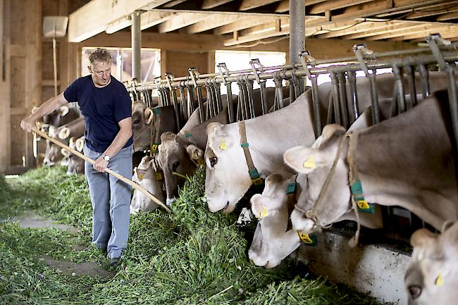 Hilfestellung. Wegen der anhaltenden Trockenheit verlangt der Schweizerische Bauernverband nun eine Aufhebung der Importzölle auf Heu.