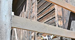 Gem&uuml;tlich. Diese B&uuml;ndner Strahlenziege hat ihr Pl&auml;tzchen gefunden.