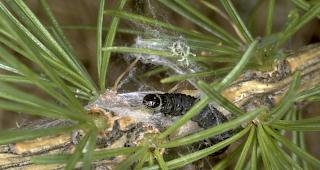 Macht B&auml;ume braun. &nbsp;Der L&auml;rchenwickler schadet aber den B&auml;umen nicht.&nbsp; 