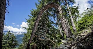 Fichten sind besonders hitzeanf&auml;llig (Symbolbild).&nbsp;