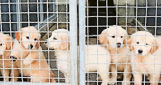 Zu jung. Mindestens drei der Welpen waren zwischen sieben und elf Wochen alt. symbolbild Keystone
