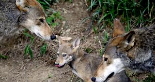 Das Wolfspaar im Morobiatal hat zum vierten Mal Nachwuchs (Symbolbild).&nbsp;