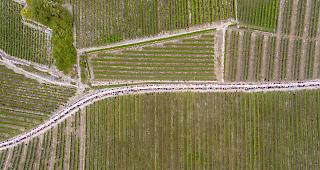 An der zweiten Auflage der Tavolata in Salgesch nahmen 360 G&auml;ste aus der ganzen Schweiz teil.&nbsp;