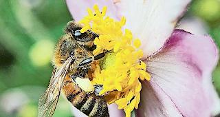 Die Bienenzucht soll unterst&uuml;tzt werden.
