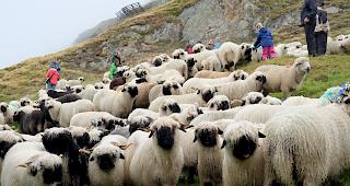 Endlich fertig &ndash; die lange Reise der Schafe ist geschafft