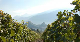 Authentizit&auml;t. Um zu verhindern, dass wie in Frankreich auch in der Schweiz falsch deklarierte Ros&eacute;-Weine in den Umlauf kommen, f&uuml;hrt das Walliser Kantonslabor umfangreiche Analysen durch.