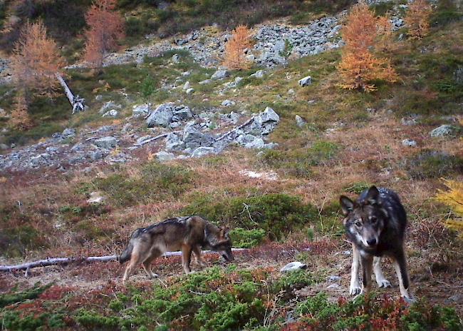 Zu viele Risse. Am Donnerstag hat der Kanton für jeweils einen Wolf im Goms und im Val d