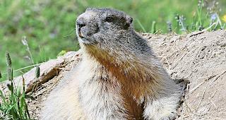 In Zermatt wurden 170 Murmeltiere geschossen.