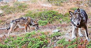 Gejagt. Im Wallis sind zwei W&ouml;lfe zum Abschuss  freigegeben.Foto Gruppe Wolf Schweiz