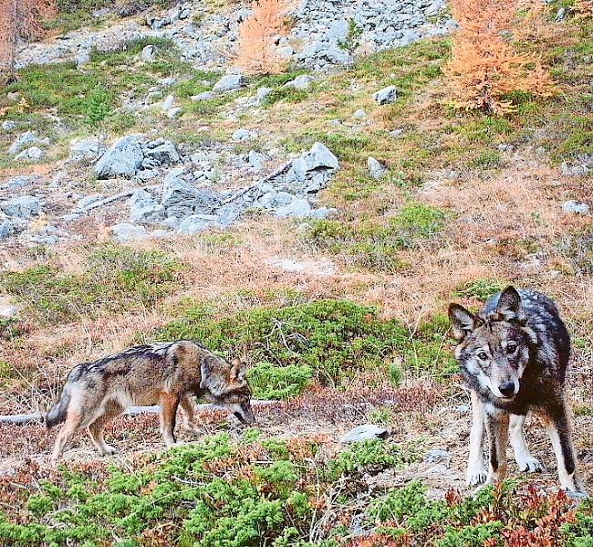 Gejagt. Im Wallis sind zwei Wölfe zum Abschuss  freigegeben.Foto Gruppe Wolf Schweiz