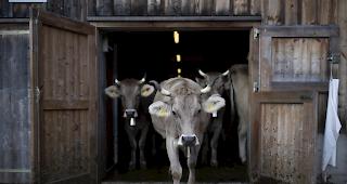 Im vergangenen Jahr mussten die Leistungen von 7145 Betrieben gek&uuml;rzt werden, weil diese M&auml;ngel aufwiesen. Die H&auml;lfte aller Verst&ouml;sse betrafen das Tierwohl oder den Tierschutz.