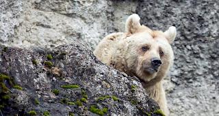 Eine ausgewachsene B&auml;rin ist auf die Strasse gelaufen. (Symbolbild)