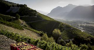 Ernte. Die Winzer erwarten in diesem Jahr eine ausgezeichnete Qualit&auml;t.