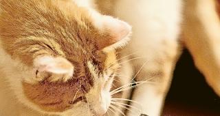 In Schweizer Haushalten leben 1,7 Millionen Katzen. Foto Andreas Z&ouml;llick/pixelio.de