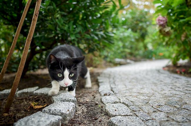 Geschätzte 1,7 Millionen Katzen leben in der Schweiz.