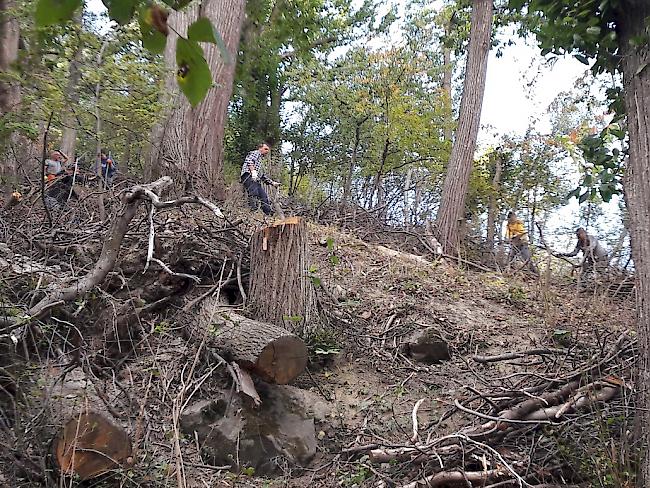 Die «Cheschtinu-Zunft» Eyholz will die Kastanienselve im Eyholzer-Wald zu neuer Blüte bringen.