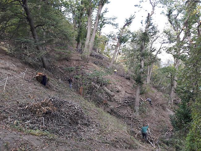 Die «Cheschtinu-Zunft» Eyholz will die Kastanienselve im Eyholzer-Wald zu neuer Blüte bringen.