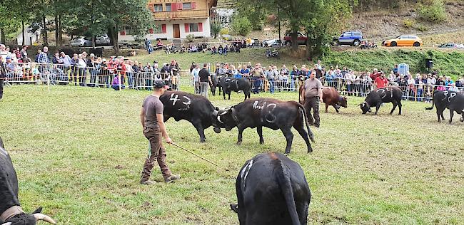 Finaldurchgang bei der Gruppe B: die qualifizierten Tiere kämpfen hartnäckig.