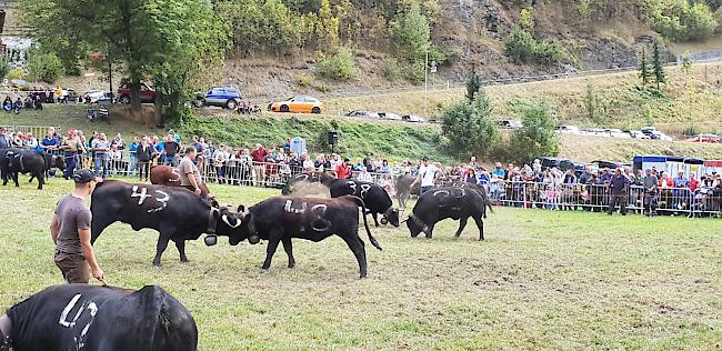 Finaldurchgang bei der Gruppe B: die qualifizierten Tiere kämpfen hartnäckig.