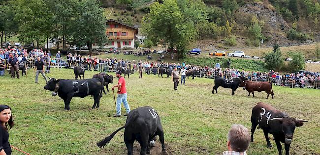 Finaldurchgang bei der Gruppe B: die qualifizierten Tiere kämpfen hartnäckig.