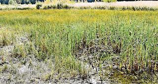 Das Flachmoor &laquo;Mutt&raquo; sorgt&nbsp;regelm&auml;ssig f&uuml;r Geruchsbel&auml;stigungen.&nbsp;