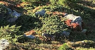 Gejagt: Am 17. September, zum Beginn der Hochjagd, wurde der derzeit auf der Abschussliste stehende Wolfsr&uuml;de M82 zwischen der Bettmeralp und der Riederalp gesichtet und fotografiert. Das damalige Aufenthaltsgebiet des Wolfes lag nicht im Abschussperimeter, weswegen das Tier nicht erlegt werden konnte. 
