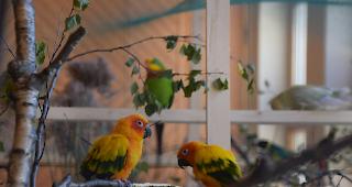 Gegen 300 Zierv&ouml;gel sind im Zentrum Missione an diesem Wochenende zu sehen.