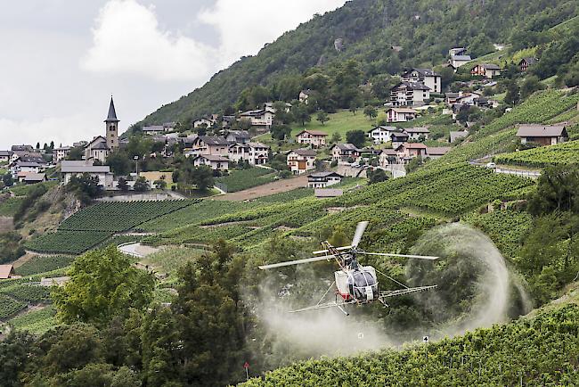 Ein Helikopter der Air Glacier besprüht die Reben gegen Ungeziefer und Pilzbefall bei Flanthey oberhalb von Siders (Archiv). 