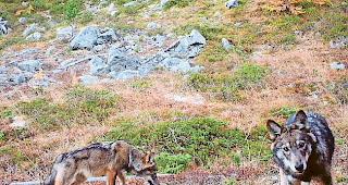 Neues Kapitel. Die Umweltkommission des St&auml;nderats verlangt vom Bundesrat einen Wolfsbericht, der aufzeigen soll, welche Folgen die Ausbreitung der W&ouml;lfe auf die Landwirtschaft der Berggebiete hat.