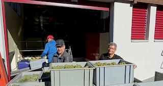 Einblick in die Weinernte der Heidazunft