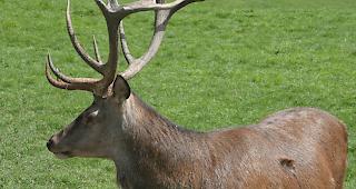 Ziel verfehlt. In 19 von 21 B&uuml;ndner Hirschregionen kommt es wegen der tiefen Zahl an Absch&uuml;ssen im November und Dezember zu Sonderjagden. (Symbolbild)