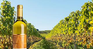 Die Sorte Divona ist resistent gegen&uuml;ber Grauf&auml;ule.